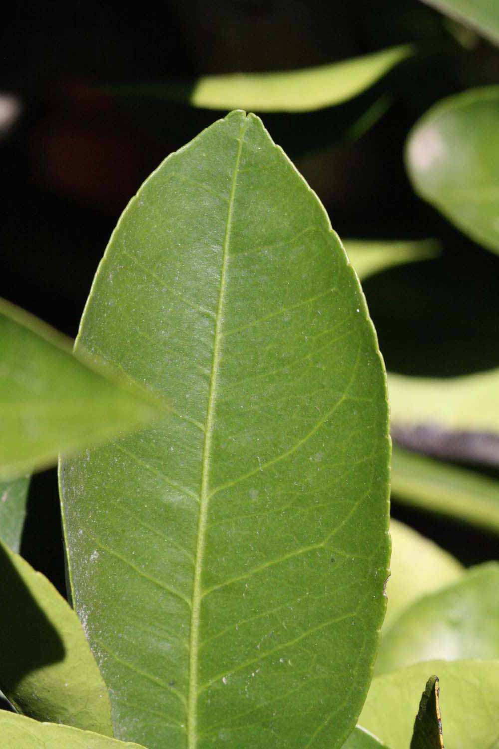              Unifoliolate leaf (Riverside, CA)       